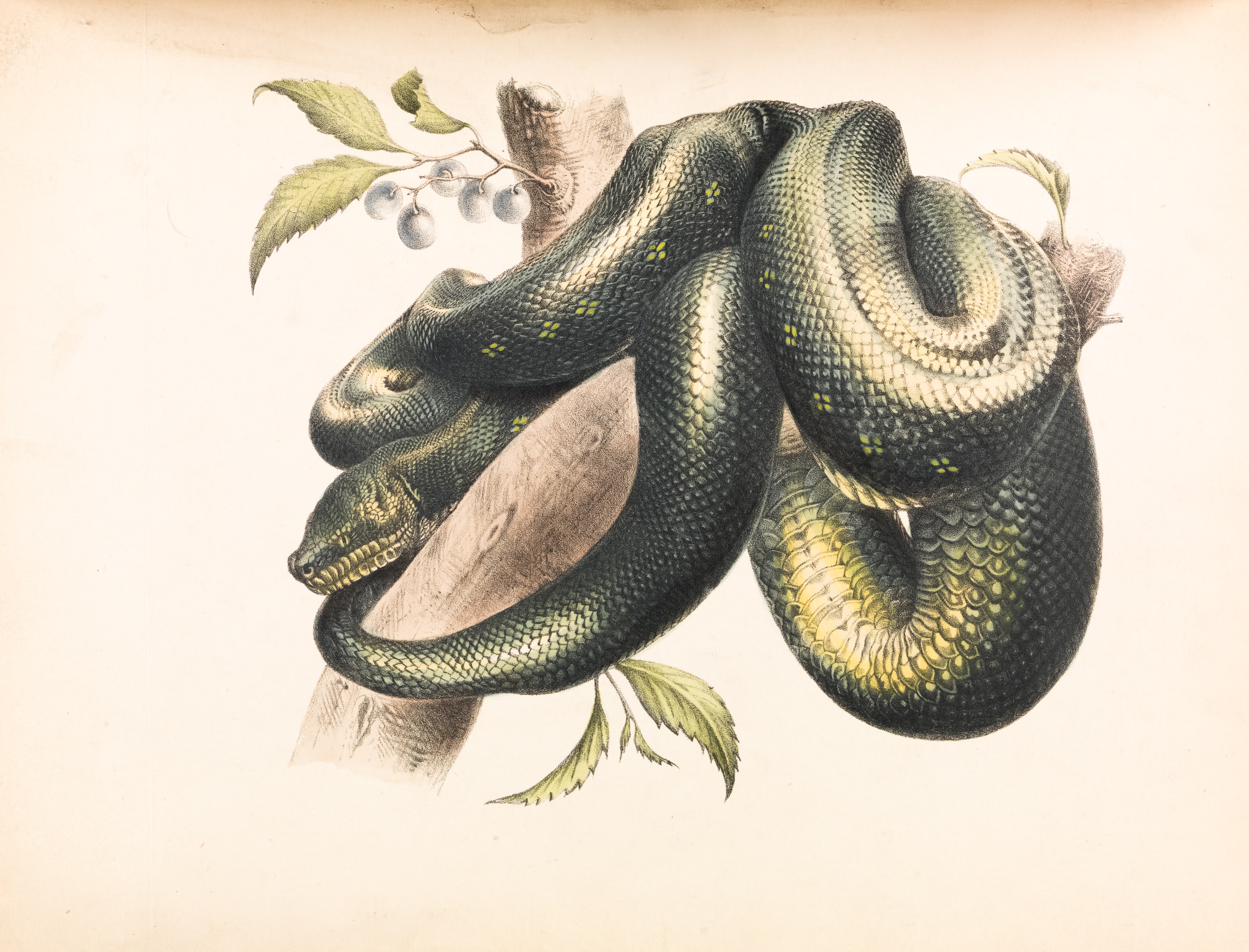 Afbeelding van een Illustratie van slang gewikkeld rond tak