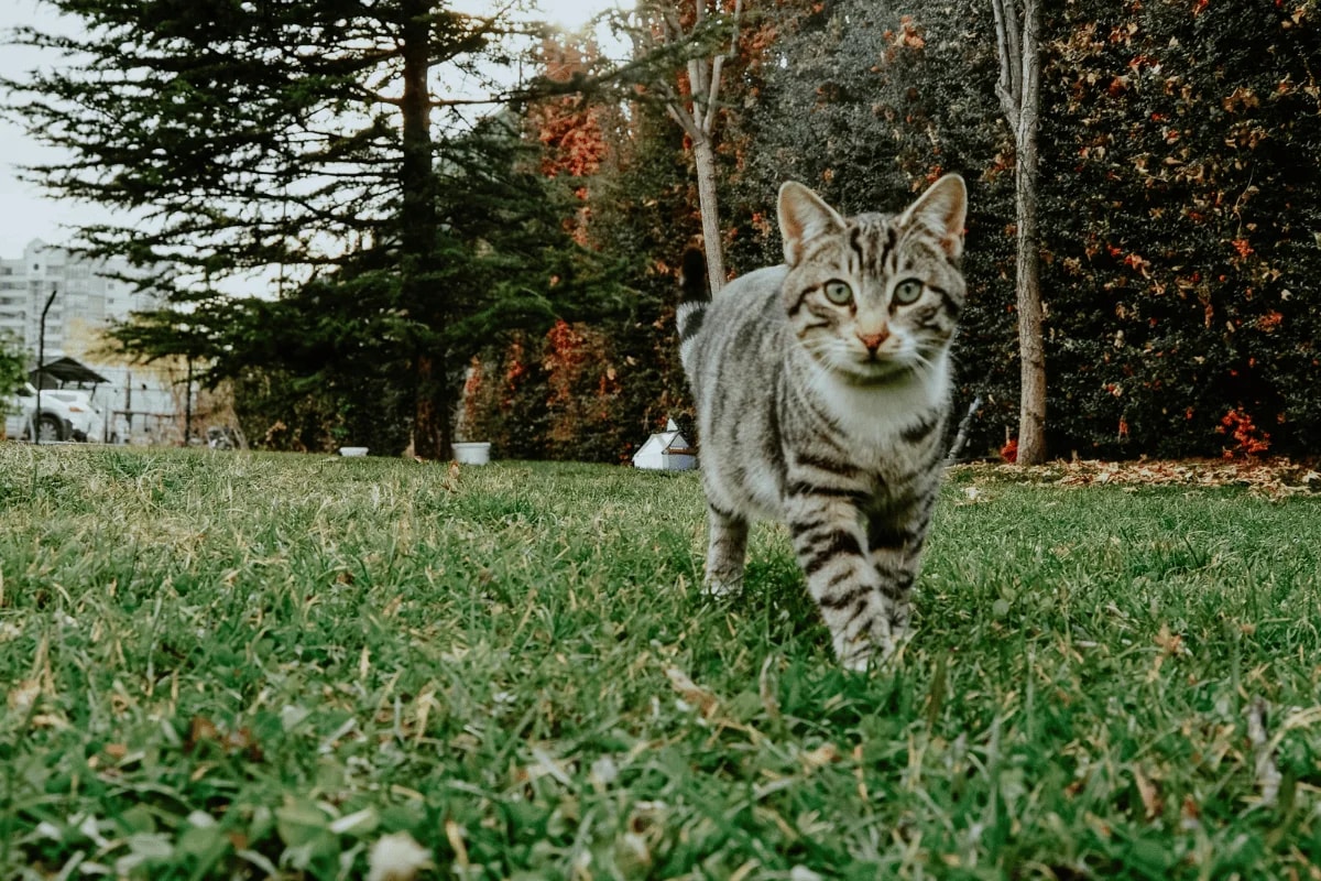 A striped cat walking on grass with trees and foliage in the background.