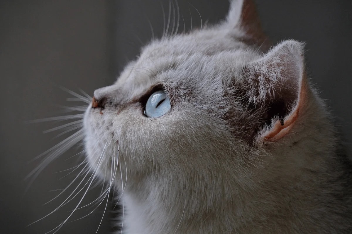 Profile of a white cat with striking blue eyes and long whiskers looking upward.