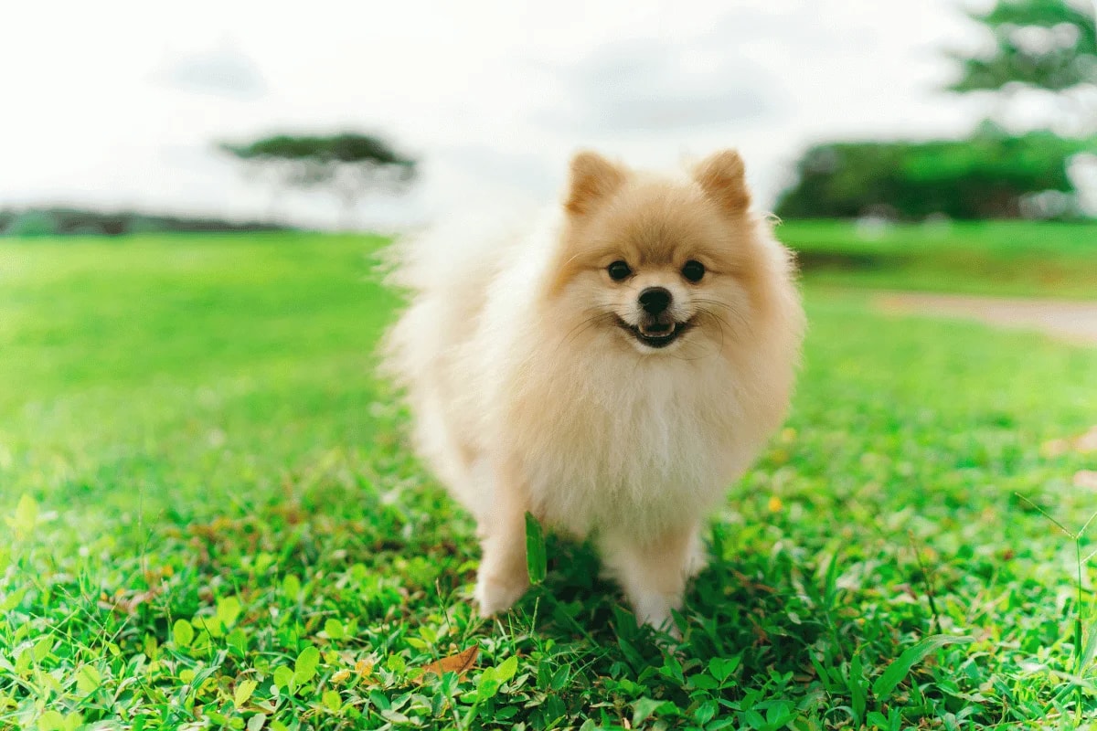 A fluffy Pomeranian dog standing on grass with trees in the background.