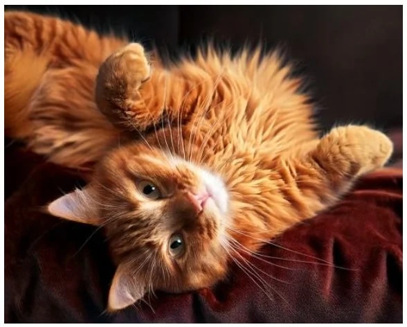 An orange tabby cat lying on its back with a playful gaze.