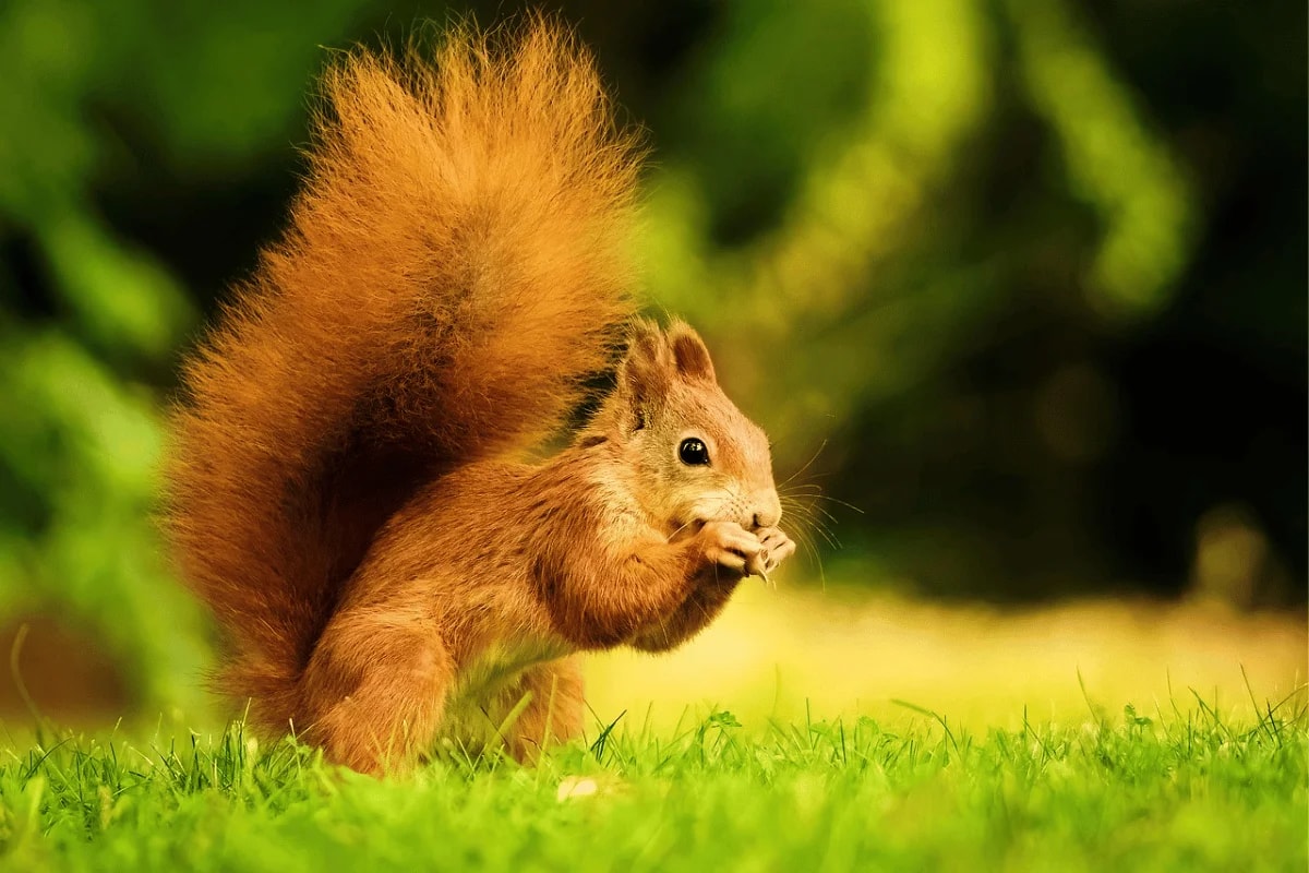 Close-up of a red squirrel eating a nut while sitting on vibrant green grass."