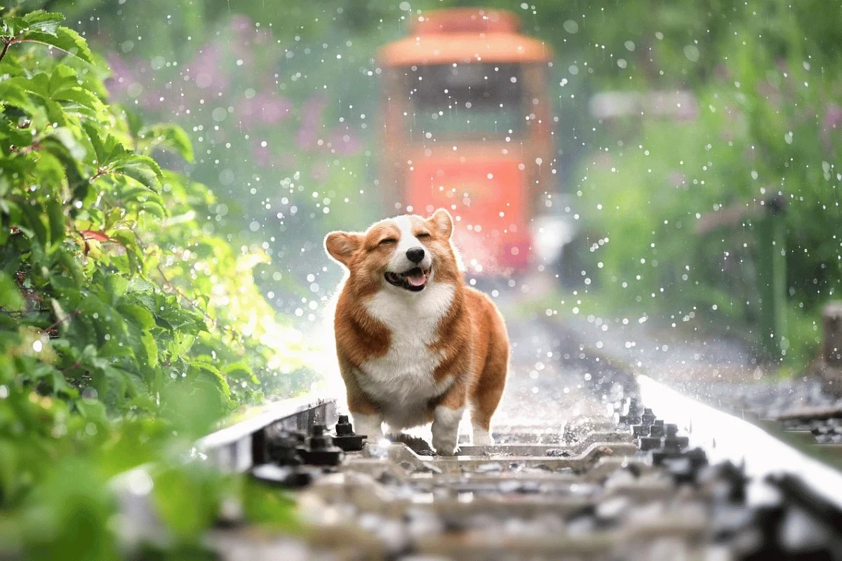 Happy corgi walking on a train track during a gentle rain, surrounded by lush greenery and a blurred orange train in the background.