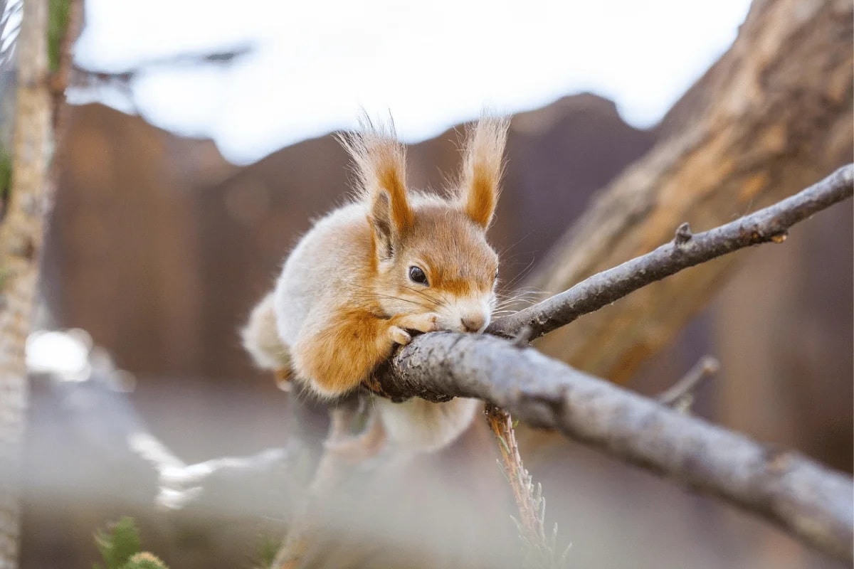 A curious squirrel with fluffy ears rests on a branch, nibbling on it against a blurred natural backdrop.