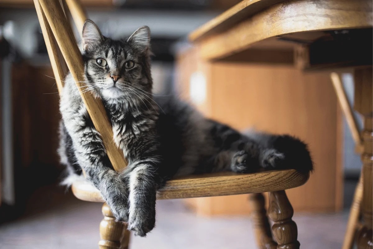 A fluffy gray tabby cat lounges on a wooden chair, resting its paws on the seat, with a calm expression and slightly turned head.