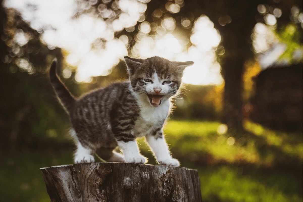 Playful tabby kitten standing on a tree stump in a sunlit garden, meowing with enthusiasm.